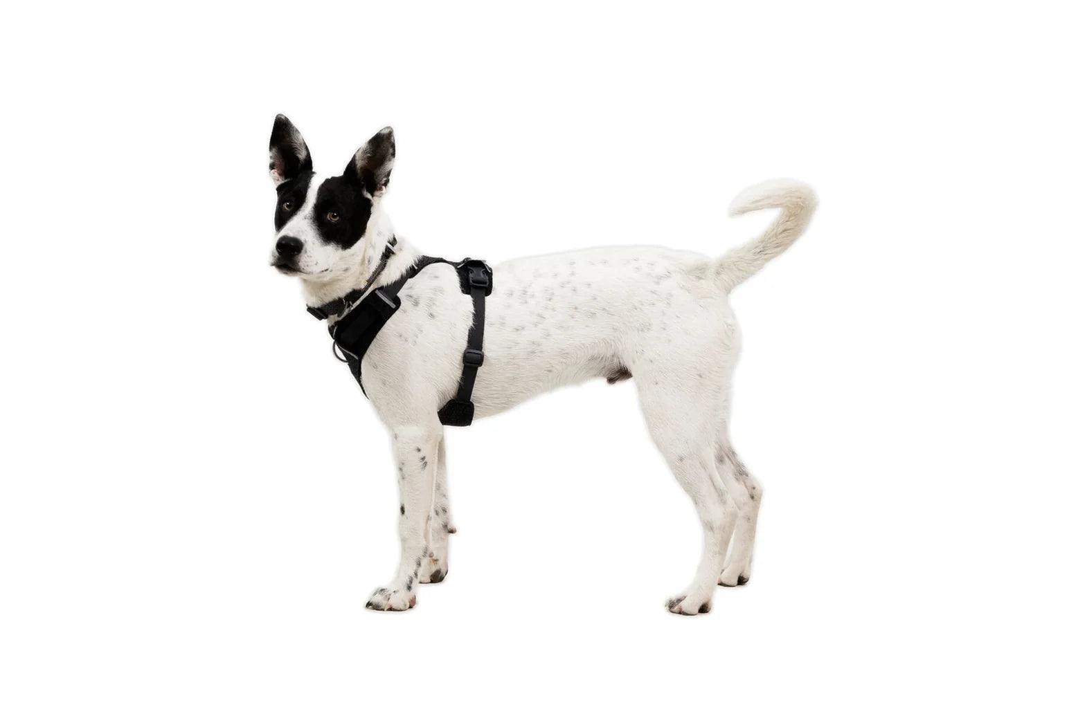 Pechera para Perro Front Range® Flex Harness (Basalt Gray)