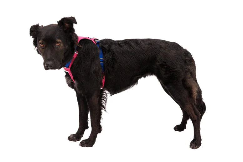 HI & LIGHT® ALPENGLOW PINK Ultralight Bib